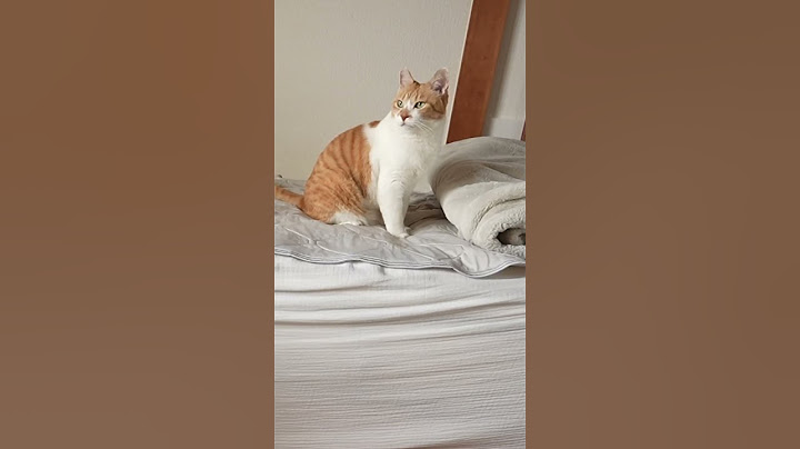 大好きな兄ちゃんが旅行へ行く日#元野良猫チャチャ #猫武将 #ネコ #ねこ #猫 #cat