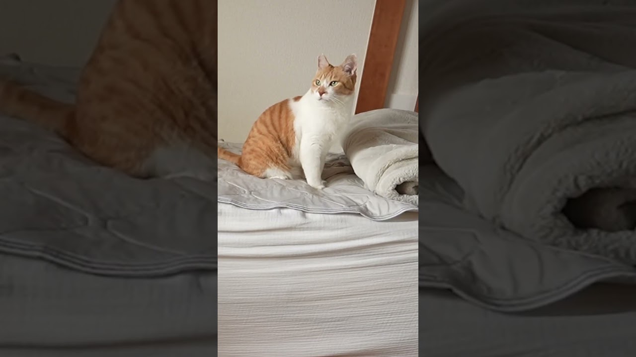 大好きな兄ちゃんが旅行へ行く日#元野良猫チャチャ #猫武将 #ネコ #ねこ #猫 #cat
