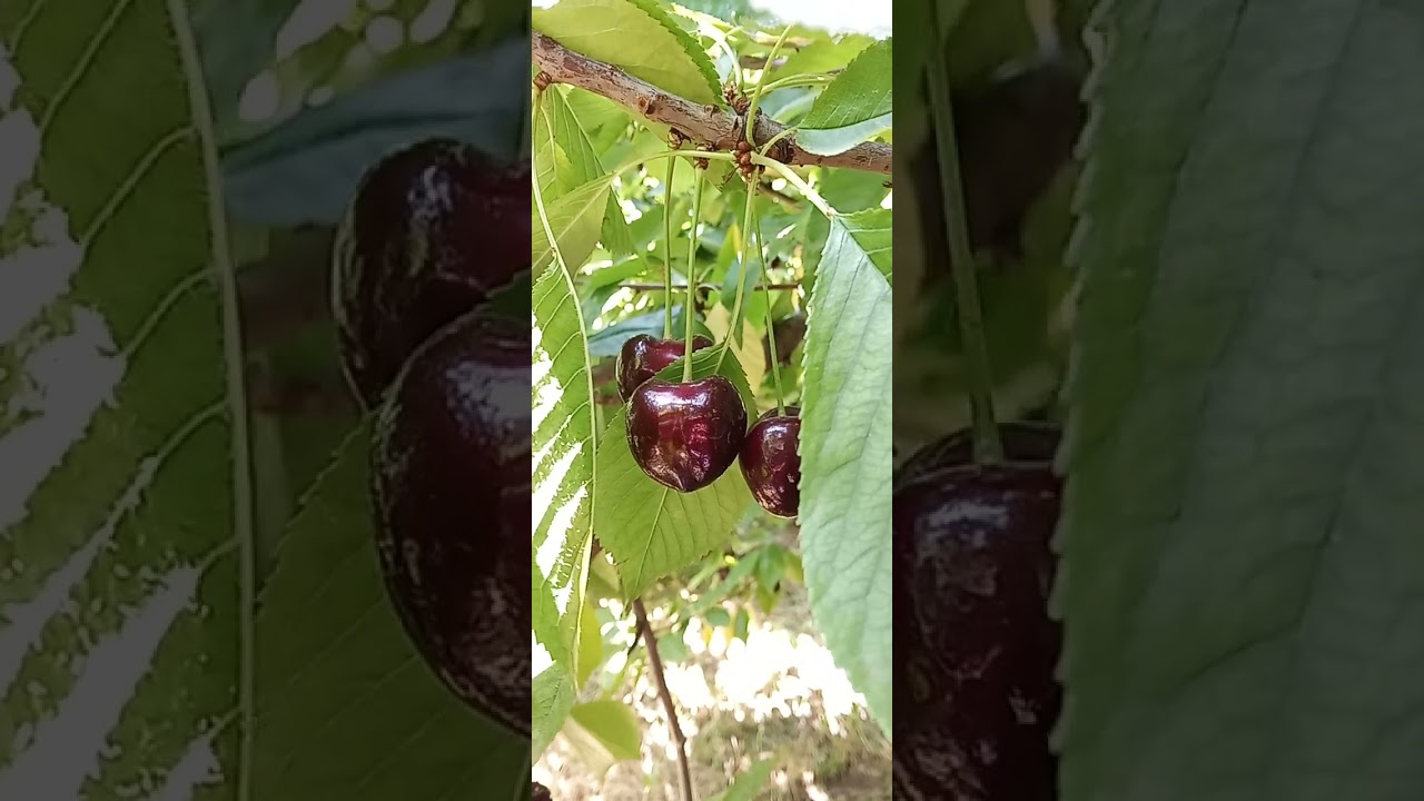 Grade 1 cherry in Viral garden 2023