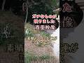 【希少映像】必ずご視聴下さい!!貴方の今後を大きく左右する流れがきて次々と幸せが訪れます✨ #波動 #tiktok #スピリチュアル #shorts #引き寄せ #金運 #dragon