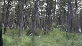 Alabama hunting lease now available on HLRBO!