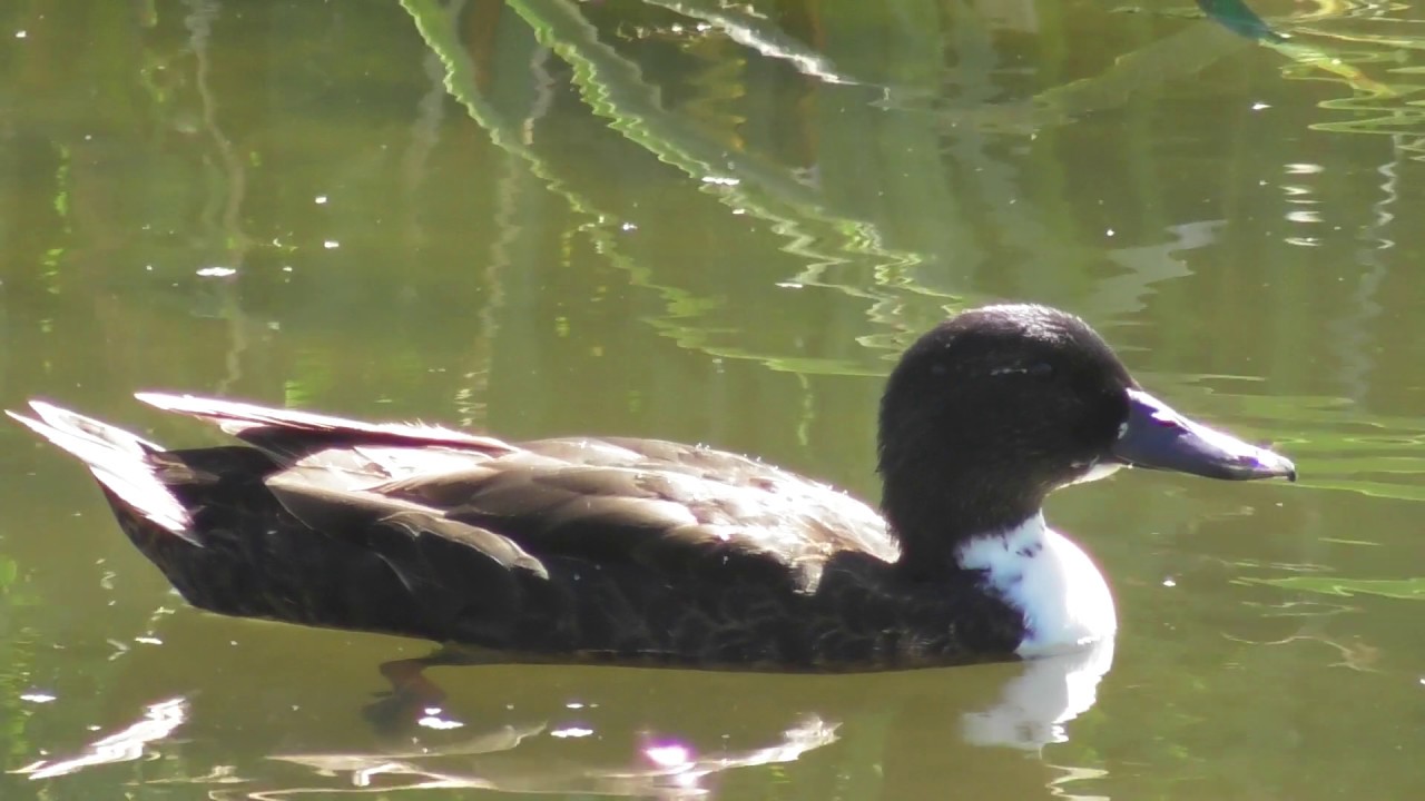rain man Birds and Wildlife UK