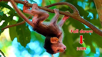 God help.! Pitiful...! Baby Bean falls from a tall tree 35m this is mom