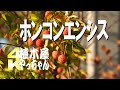 ホンコンエンシス 常緑ヤマボウシ 実と紅葉 2020 #常緑樹シンボルツリー