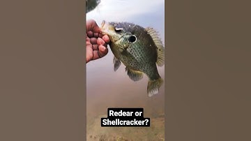 9 inch Panfish! #shorts #Redear #shellcracker