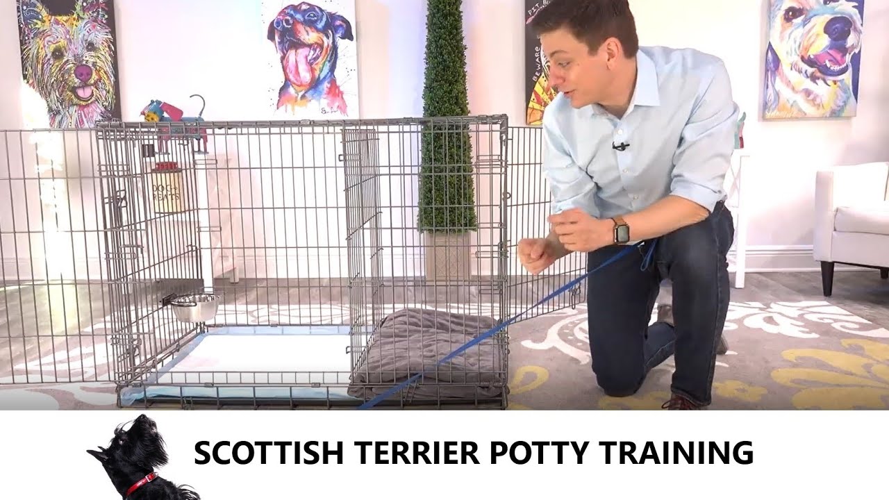 Scottish Terrier Potty Training From World-Famous Dog Trainer Zak George -   Scottish Terrier Puppy