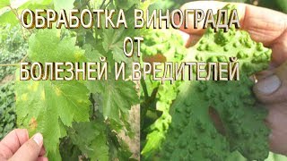 Чем обрабатывать виноград от болезней и вредителей летом.Болезни винограда и чем лечить их. Чем обрабатывать виноград от болезней и вредителей летом.Болезни винограда и чем лечить их.