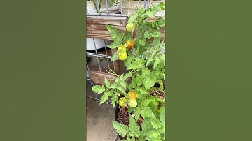 Little Bing cherry tomatoes you have to try it.