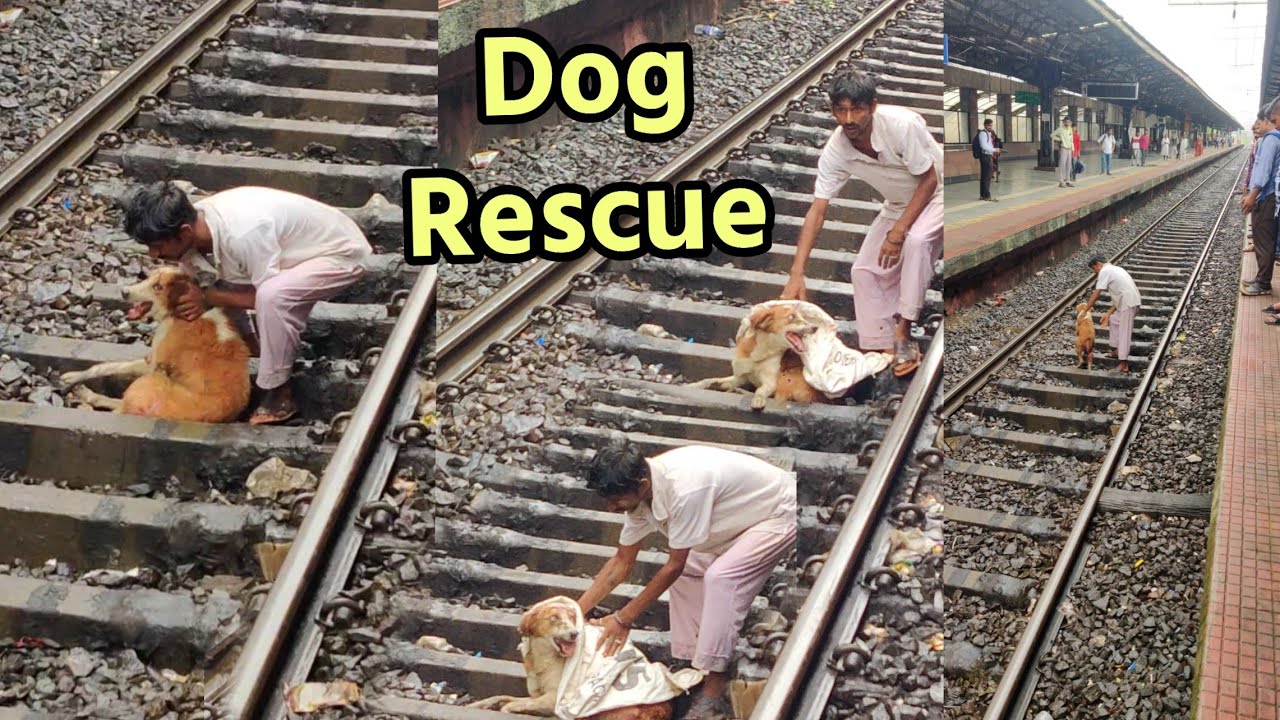 Dog hit by train | Injured Dog Rescue at Khandeshwar Station ...