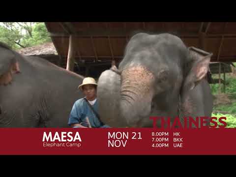 Thainess - Mae Sa Elephant Cap