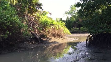 Thuốc cá vuông Cà Mau