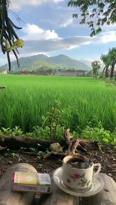 mentahan story disawah 13detik