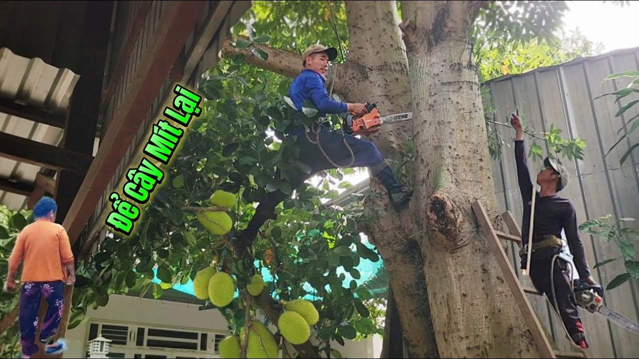 Cưa Cây Gòn Siêu Khủng Sát Nhà, Dây điện / Giant Sawing Down Cotton Tree Right Next to House | P217