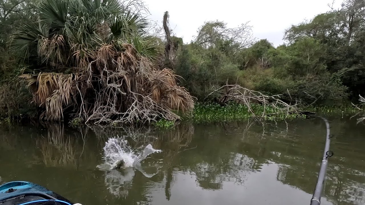 Topwater fishing for largemouth bass