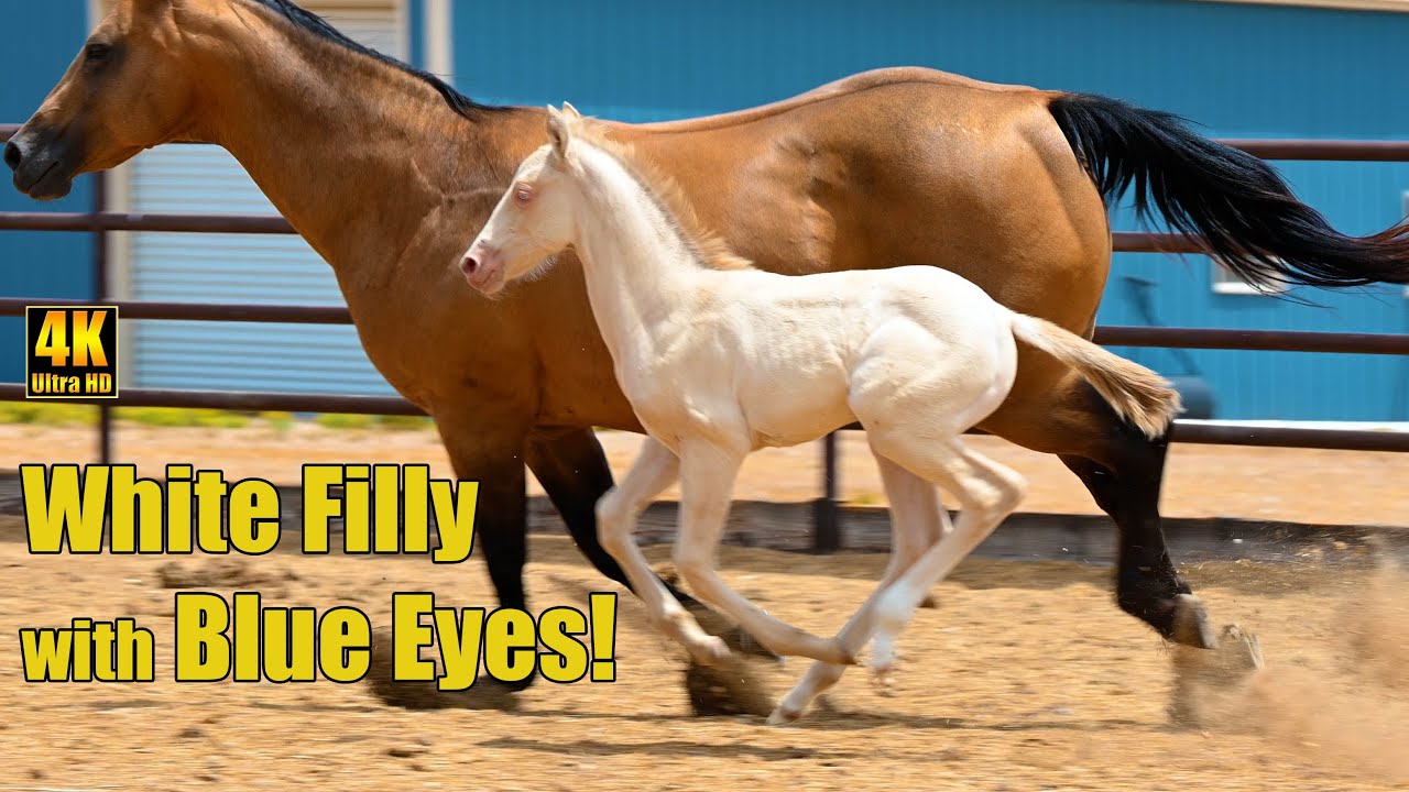 Mexican Azteca Horse