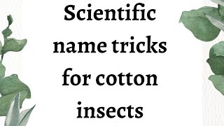tricks for cotton insects | scientific name of cotton insect-pest with amazing tricks