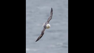 Northern Gannets at Bempton Cliffs and Mandarin Ducks on the River Nidd