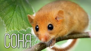 Dormouse: Hamster, squirrel or mouse? Interesting facts about rodents