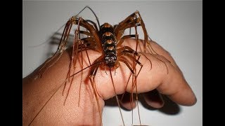 Ужас. В твоем доме живут эти насекомые...Horror. In your house these insects.