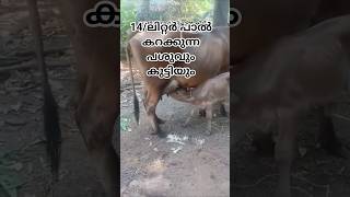 കറവപ്പശു#cow#farming