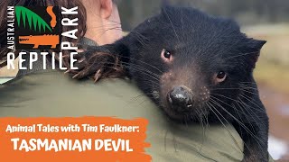 ANIMAL TALES WITH TIM FAULKNER | EPISODE TWO | TASMANIAN DEVILS