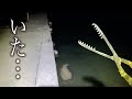 【猛毒注意】港にとんでもない怪魚が…食べてみたら衝撃の味!