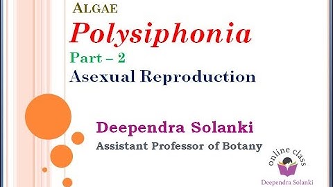 Polysiphonia Part 2 -  Asexual Reproduction