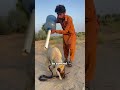 Wildest Animal Moments Caught on Camera