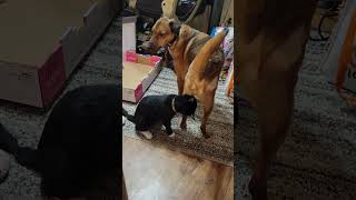 Cat Trying to Play With His Big Brother but He Disapproves