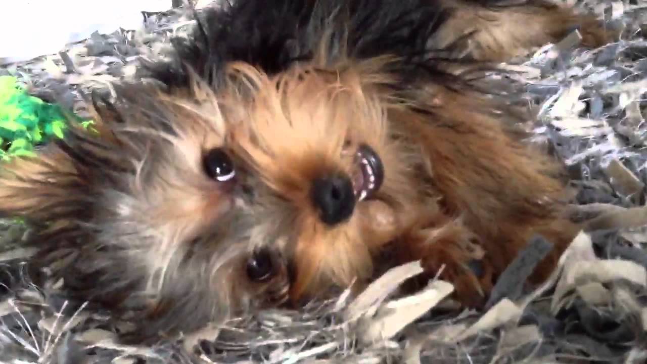 yorkshire terrier teeth