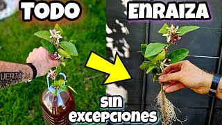 NINGUNA PLANTA se resiste a ENRAIZAR con ESTO! Esquejar y Reproducir Frutales o Cítricos con acodo