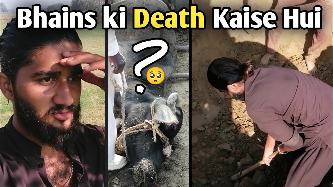 bhains ki death kaise hui 😭 dehati munda vlog bhains mar gai hai