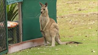 Wild Kangaroos in our yard! by Minda2022 3,130 views 10 months ago 1 minute, 13 seconds