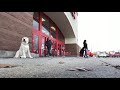Albany Dog Trainers | Schenectady Dog Trainers | Off Leash K9 Training Albany Dog Trainers | Schenectady Dog Trainers | Off Leash K9 Training
