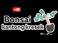 Cara Membuat Bonsai Dari Kantong Kresek