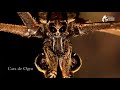 Deinopes Longipes - Araña Cara de Ogro - Net-casting Spider