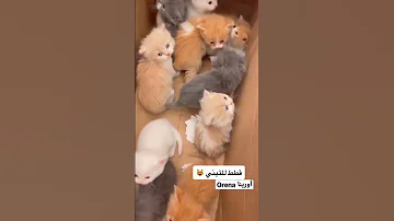 قطط للتبني 