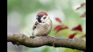 It Matters to the Master. (With Lyrics) Video by Jeannie Mitchell Myers