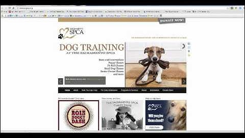 How to Use Expired Domain Harvester Software