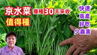 京水菜值得種，日本水晶菜，超市很難買到的菜，好吃、快速、高產、少蟲害，耐熱，耐寒 How to grow Mizuna