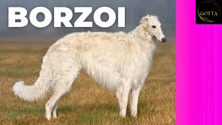 'The Graceful and Majestic Borzoi: A Guide to the Aristocratic Dog Breed'