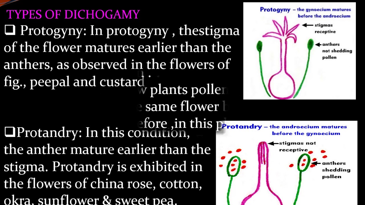 Class 9 Biology CH-"Pollination and Fertilisation" Part 1 - YouTube