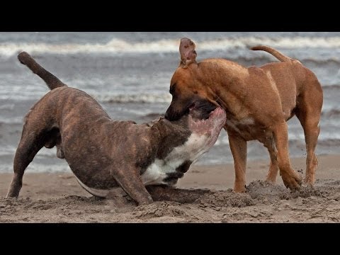 土佐犬対アメリカブルドッグ 究極のクラッシュnull Youtube