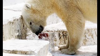 ホッキョクグマに氷柱のプレゼント