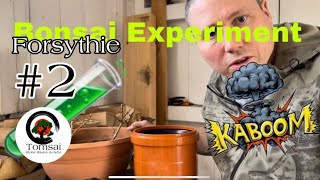 : Forsythien Experiment Part 2 Bonsai 19/24