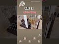 起こしたい犬VS寝たい飼い主 #チワプー #子犬 #犬のいる暮らし