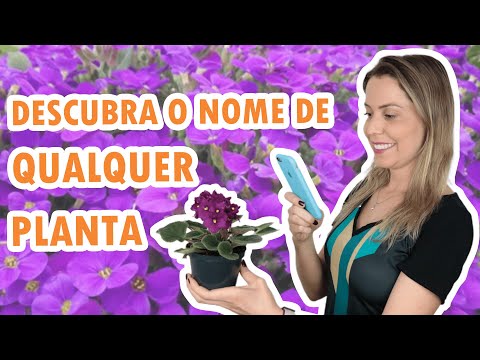 Vídeo: Como Reconhecer Uma Planta