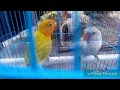 Ciri Fisik Lovebird Jantan Dan Betina