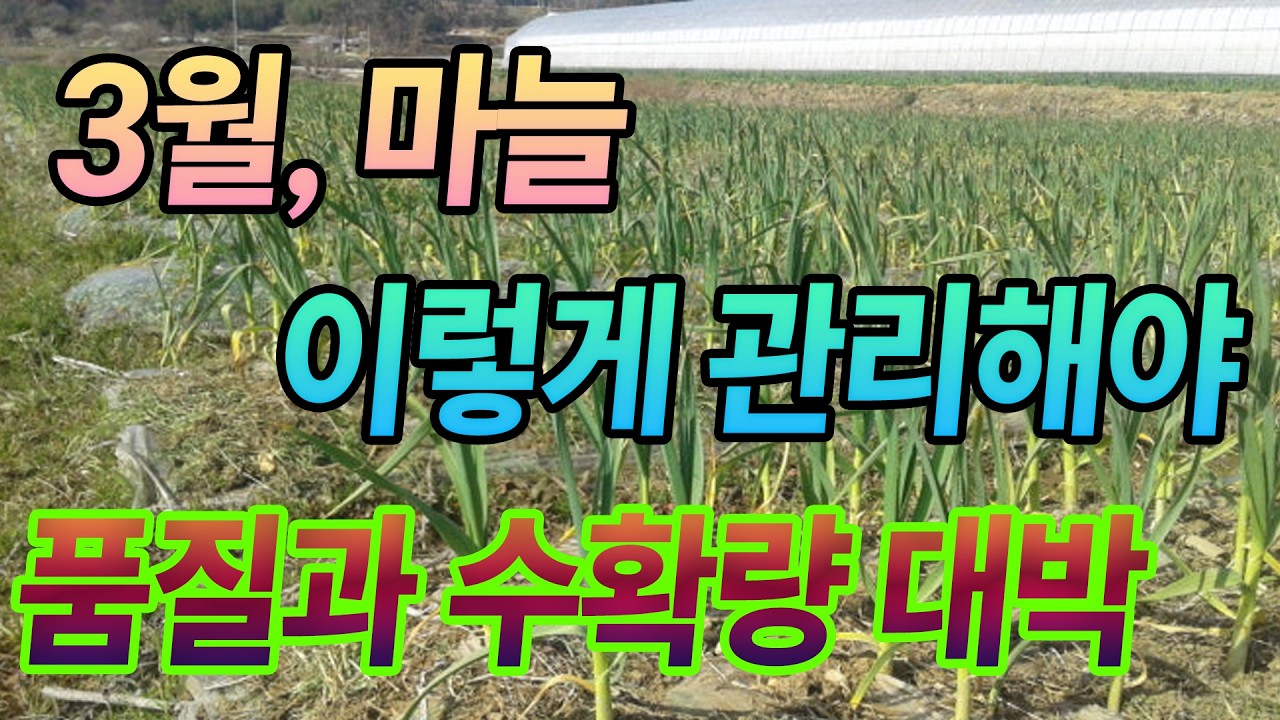 Чеснок только что проснулся после зимней спячки, и правильный уход за ним сейчас напрямую влияет ...