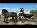 Coach  horses evesham worcestershire